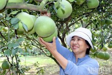 Dong Nai pomelo village gears up for Lunar New Year