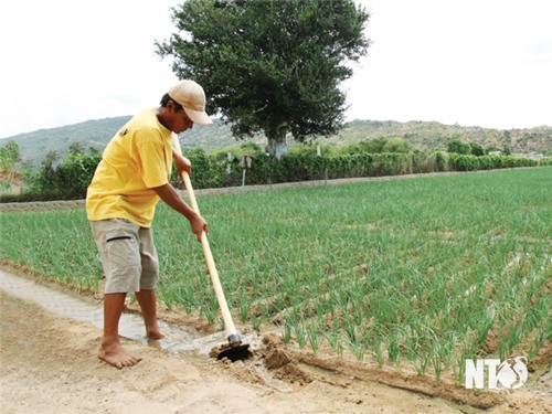 Nông dân xã Nhơn Hải: Chủ động sản xuất trong điều kiện nắng nóng