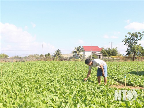 Nông dân An Hải tích cực chăm sóc rau vụ Tết