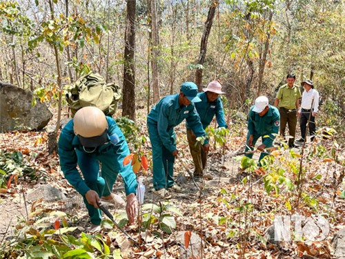 Chủ động phòng, chống cháy rừng mùa khô