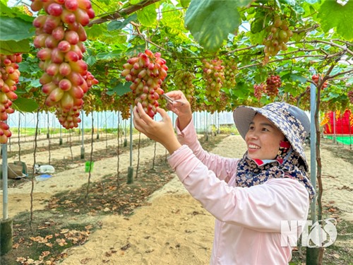 Nông dân Thái An chăm sóc nho phục vụ Tết