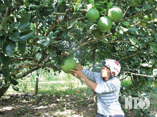 Nông dân Bác Ái phát triển mô hình trồng cây ăn quả cho thu nhập cao