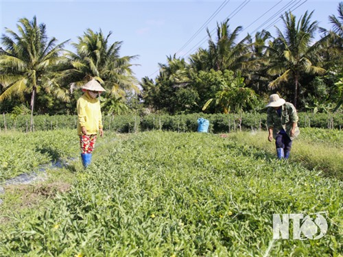 Nông dân Thuận Bắc tích cực chăm sóc rau màu phục vụ Tết