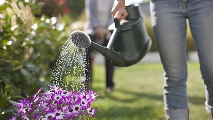 Major Mistakes You Need To Avoid When Watering Your Garden