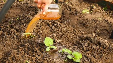 Why You Should Think Twice Before Trying This Viral DIY Plant Fertilizer