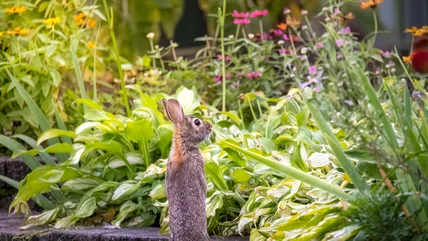 Nếu thỏ phá hủy vườn của bạn, hãy thử những cây Rabbit-Resistant