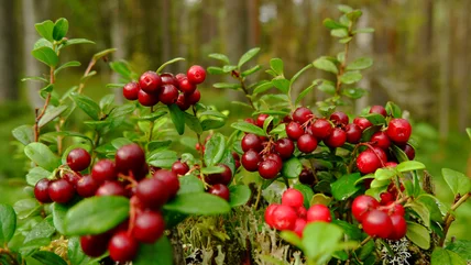 Telltale Signs That Wild Berries Aren't Safe To Eat