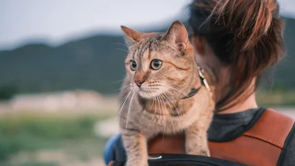 Làm thế nào để huấn luyện mèo nhà bạn trở thành một con mèo đi ngủ