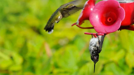 Điều đó có nghĩa gì nếu bạn đánh dấu những con chim đang bị treo ở phía trên của bộ nạp