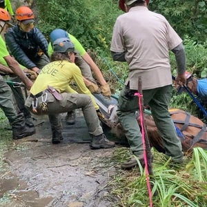 Một đội SAR đã dành 7 giờ để kéo con ngựa ra khỏi vùng Ravine. Đây là cách họ làm.