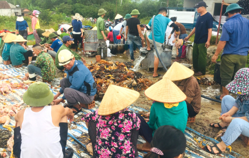 8.000 con gà chết vì nắng nóng, cả xóm chung tay giải cứu