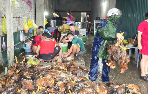 Trại gà hơn 10.000 con chết ngạt, cả xóm cùng làm thịt gà