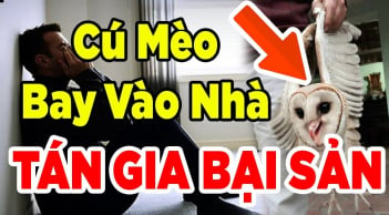 Các cụ dặn nhớ nghe: Hai con chim bay vào nhà, không họa cũng tai ương, phải đuổi ngay