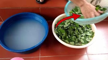 Nấu canh rau ngót nên vò khi rửa hay rửa xong mới vò?