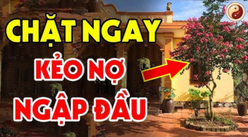 Trồng 3 loại cây ngoài sân, treo 3 vật trong nhà, gia chủ không nghèo cũng lao đao