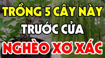 5 loại cây, 3 loại quả trồng ở nhà nào nhà đấy nghèo, mất lộc: Về xem nhà bạn có không?