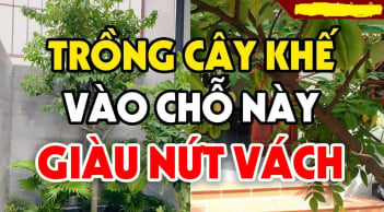 Trồng khế chỗ này hút tài lộc: Chỉ cần 1 cây trong nhà, gia chủ sung túc cả đời