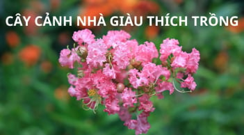 Chậu hoa tường vi trước nhà mang nhiều ý nghĩa ít người biết. Hóa ra vì thế nên nhà giàu xưa thích tường vi.