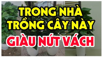 Nhà có 5 cây này, lộc khí phừng phừng nghe tên đã may mắn: Loại thứ 2 nhà giàu nào cũng có 1 cây