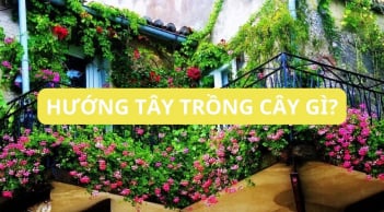 Nhà hướng Tây trồng ngay những cây này, vừa đẹp vừa mát nhà rước tài lộc