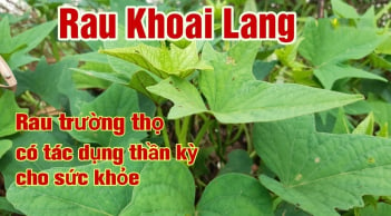 Loại rau bán rẻ nhất chợ, quý ngang nhân sâm, "khắc tinh" của K, không ăn quá phí