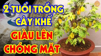 Trồng cây khế trong nhà phải nhớ: "1 tránh - 2 vun", hút về vận may, buôn gì cũng vượng