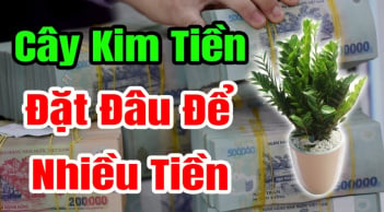 Nhà ai cũng có 1 cung Tài Bạch, đem cây kim tiền đặt đúng vào đấy, gia chủ giàu to