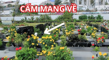 Tảo mộ tiết Thanh minh xong nhớ đừng mang những thứ này về kẻo rước vận xui, mang họa ốm đau