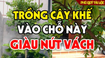 2 vị trí trồng khế trong nhà hút tài lộc: Chỉ cần 1 cây trong nhà gia chủ cũng giàu ú ụ