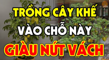 Có nên trồng khế trước cửa nhà: 2 vị trí trồng khế tiền vào như nước, chỉ cần 1 cây cũng giàu có