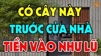 Nhà giàu thích nhất trồng 5 cây này, nhà nghèo không biết cứ tiện tay phá bỏ