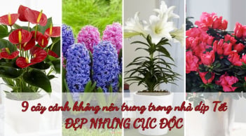 Người thông minh không bao giờ trưng 9 cây cảnh này trong nhà dịp Tết: Đẹp nhưng độc, số 5 nhiều nhà yêu thích