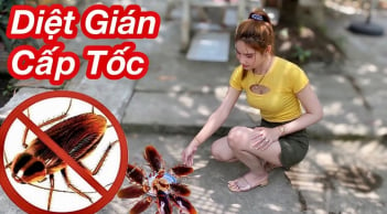 Pha mì tôm lấy nước rồi làm theo cách này: Nhà nhiều gián đến mấy cũng hết sạch ngay