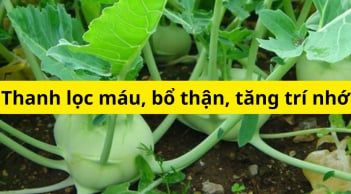 Thứ củ đặc sản mùa đông là thần dược lọc máu và bổ thận giúp nâng cao sức khỏe, chỉ 10.000 cả nhà ăn