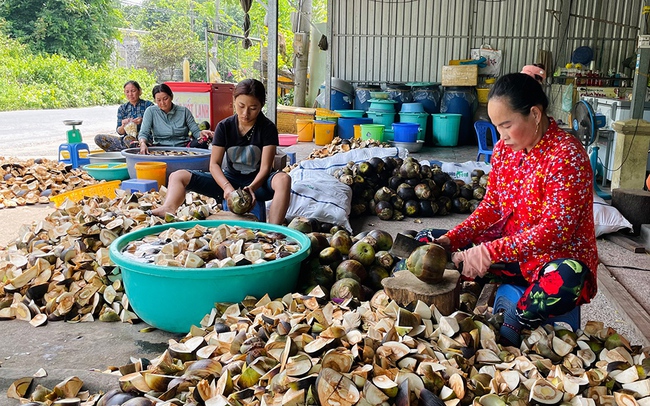 ‘Tổ phụ nữ mua bán trái thốt nốt’ hỗ trợ phụ nữ Khmer phát triển kinh tế