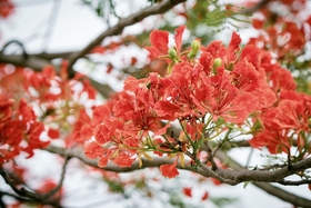 May - the blooming season of phoenix flowers