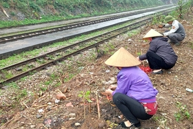 Phu Tho Town plants 200m of “Flower Street - Train Line”