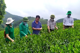 Focusing on safe tea manufacturing