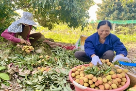 Chiến lược phát triển ngành nghề nông thôn đến năm 2030, tầm nhìn...