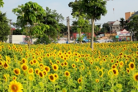 Enjoying sunlight with bright yellow sunflowers in Van Lang Park