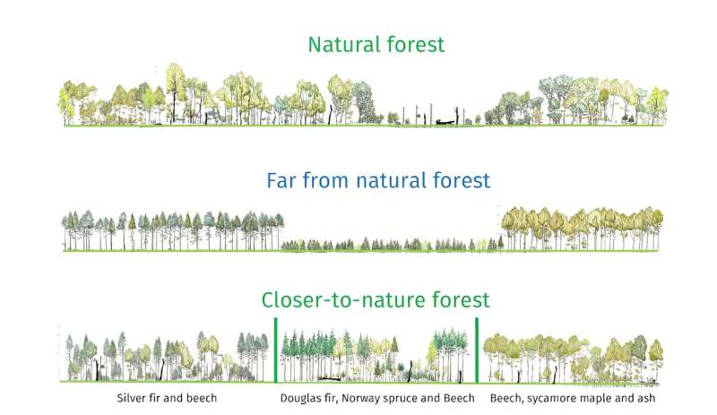 How green corridors are breathing new life into French forests