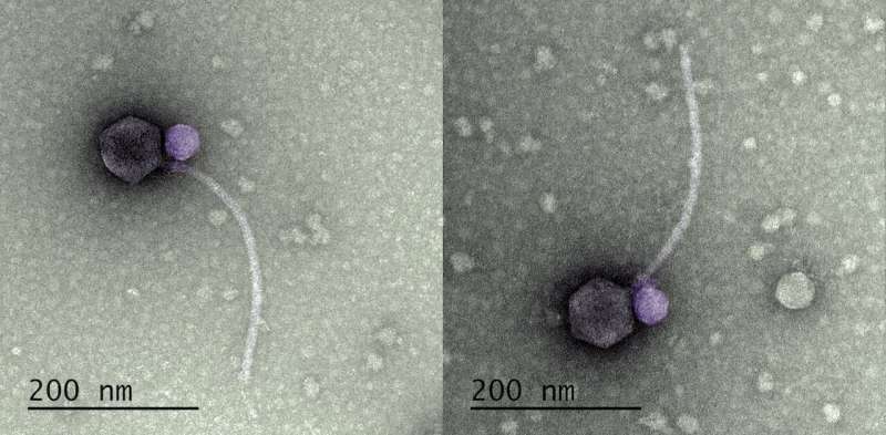 Virus ma cà rồng săn các loại virus khác để tự nhân lên và có thể nắm giữ chìa khóa cho các liệu pháp chống vi-rút mới