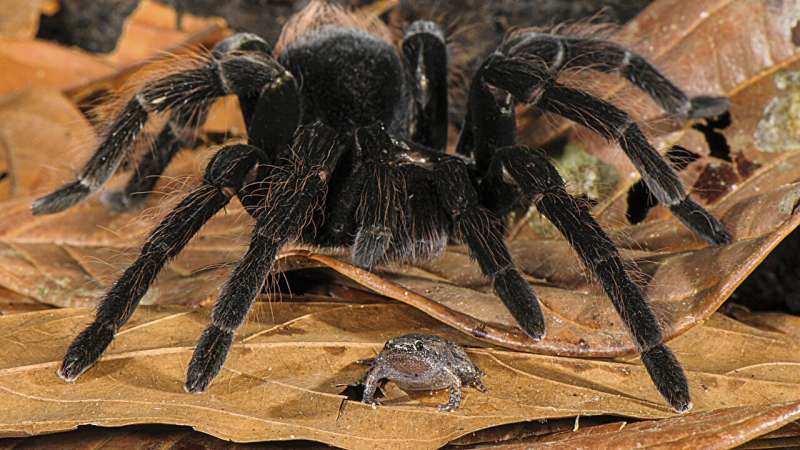 Thứ bảy: Tarantulas và bạn bè của chúng; làm thế nào muỗi tìm thấy bạn; hố đen không bí ẩn chút nào