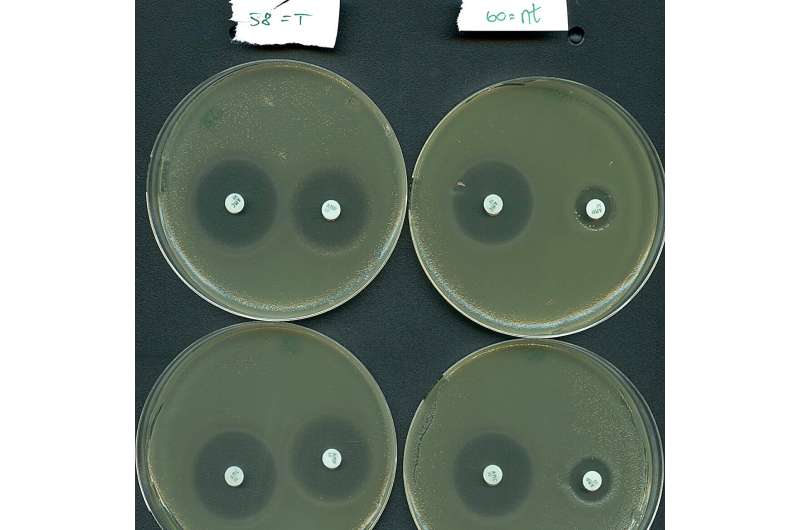 Đã mở khóa CRISPR bí ẩn: Một đồng minh mới chống lại kháng sinh?