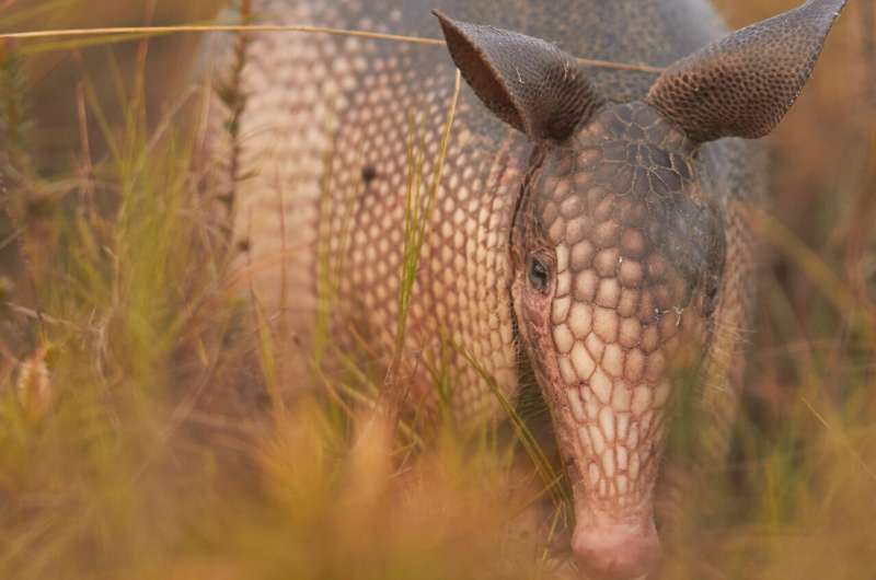 Bản nhạc thứ Bảy: Armadillos ở khắp mọi nơi; người Neanderthal vẫn ngạc nhiên về các nhà nhân chủng học; trẻ em là người bình đẳng