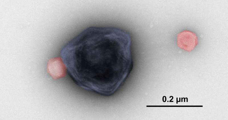 Researchers find some protists use beneficial viruses to fend off lytic viruses