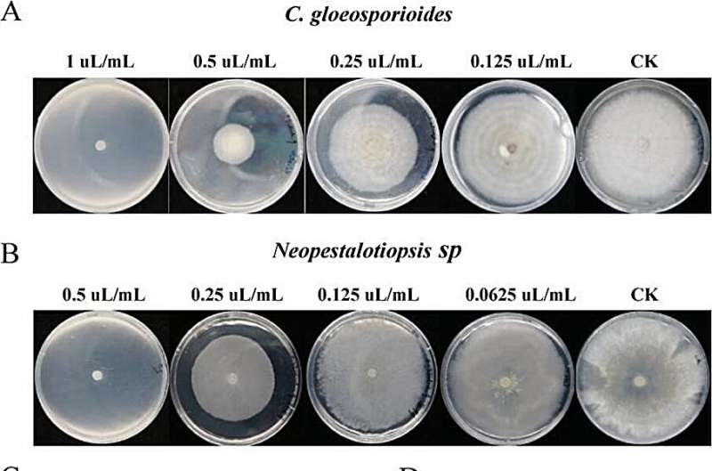 Unlocking the secrets of geraniol: A key to enhanced disease resistance in tea plants