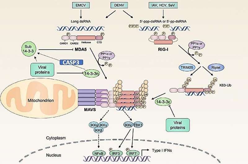 Người tốt, người xấu, và người bị tách ra: 14-3 người trong trận chiến virus