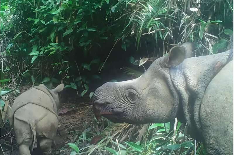 Con tê giác Java níu kéo sự sống sau cơn sóng săn trộm của Indonesia