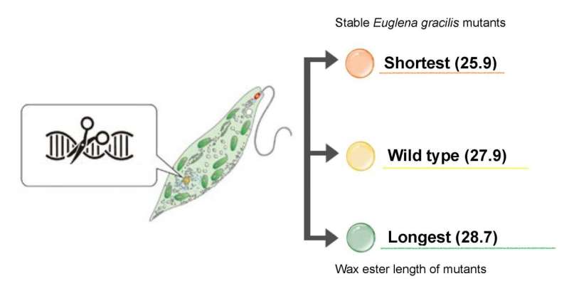 CRISPR/Cas9 điều chỉnh Euglena để tạo nguồn nhiên liệu sinh học tiềm năng